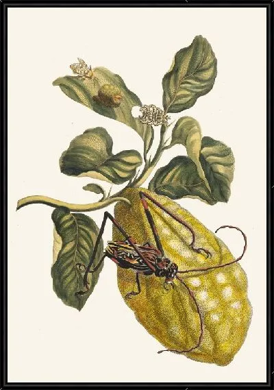 Картина Ситронье (1705)