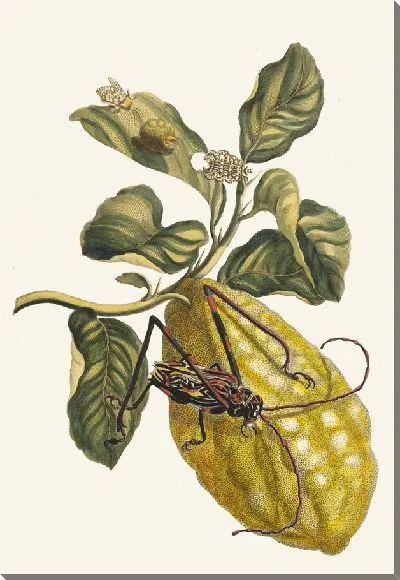 Картина Ситронье (1705)