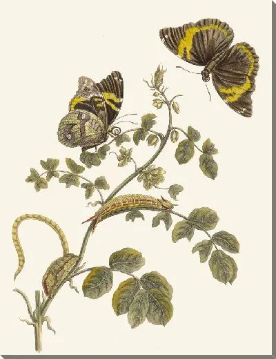 Картина Слаперлес (1705)