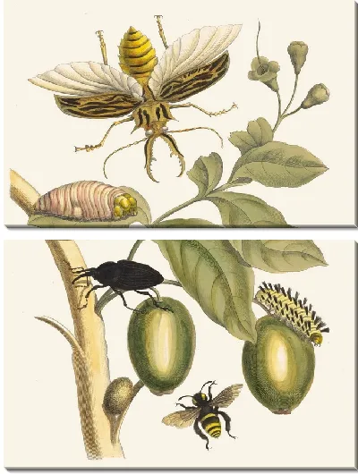 Картина Таруба (1705)