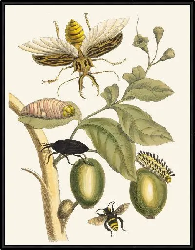 Картина Таруба (1705)