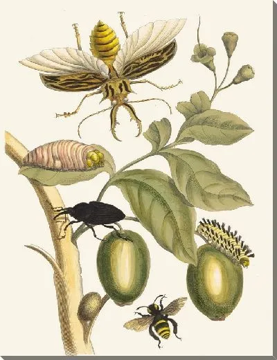 Картина Таруба (1705)