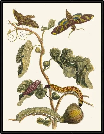 Картина Фигурер д'Америк (1705 г.)