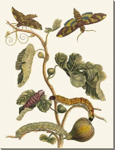 Картина Фигурер д'Америк (1705 г.)