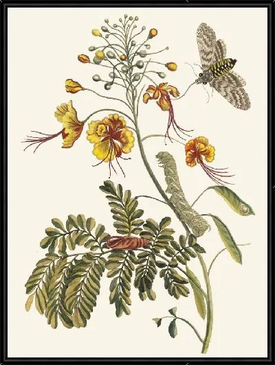 Картина Цветок Павлина (1705)