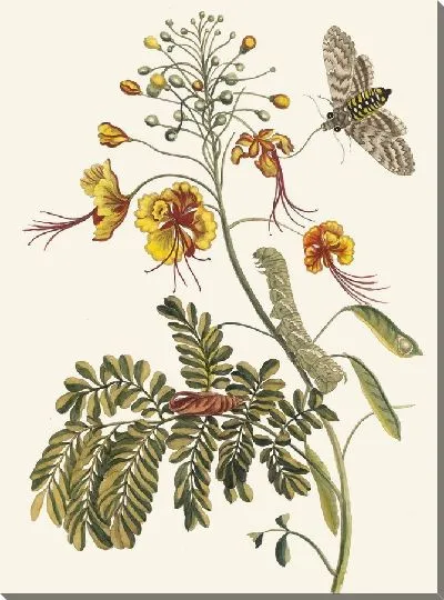 Картина Цветок Павлина (1705)