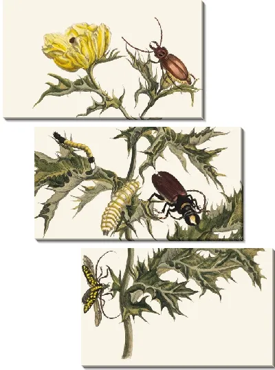 Картина Чертополох (1705)