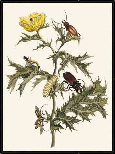 Картина Чертополох (1705)