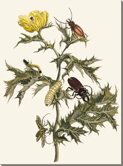 Картина Чертополох (1705)