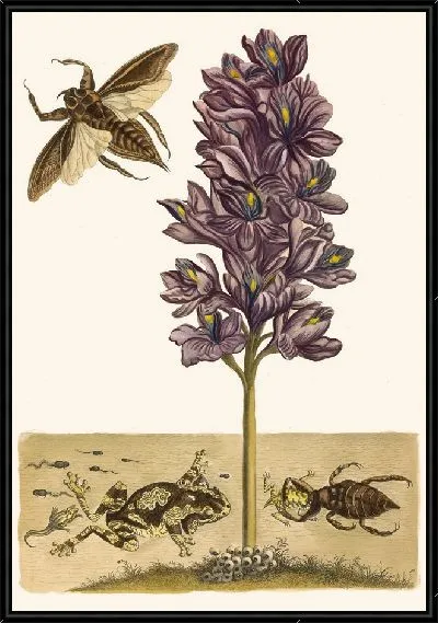 Картина Эйхорния толстоножковая (1705 г.)