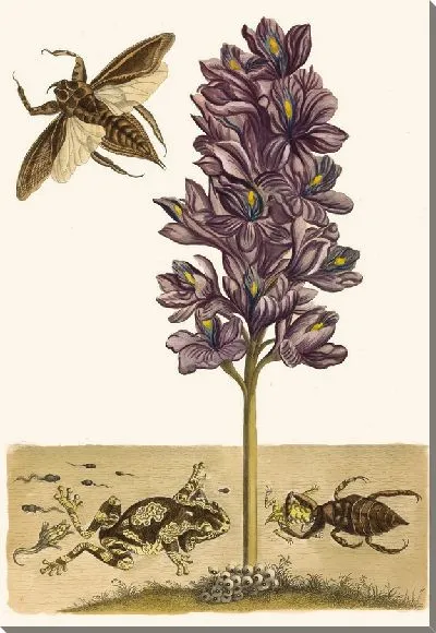 Картина Эйхорния толстоножковая (1705 г.)