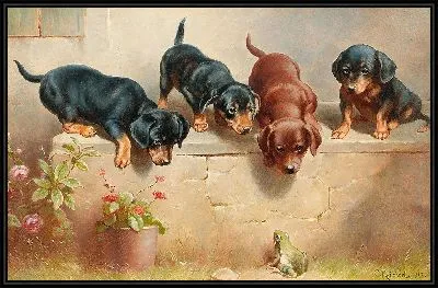 Любопытные щенки таксы и лягушка