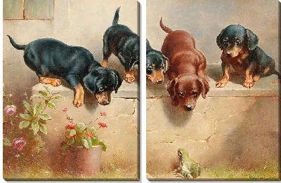 Любопытные щенки таксы и лягушка