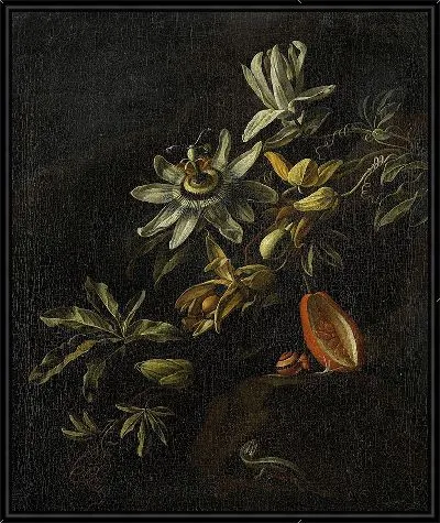 Картина Натюрморт с пассифлорами (1670 – 1708)
