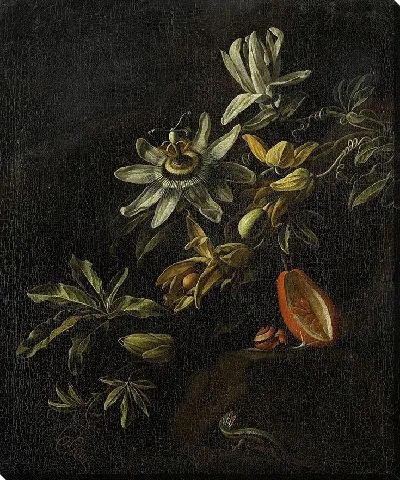 Картина Натюрморт с пассифлорами (1670 – 1708)