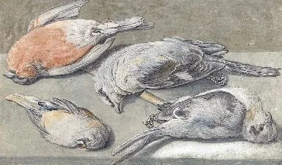 Натюрморт собственные мертвыми птицами (ок. 1640 - ок. 1652)