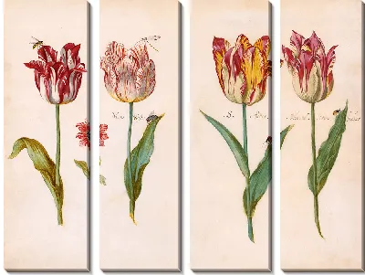Картина Лист из книги тюльпанов (ок. 1640 г.)