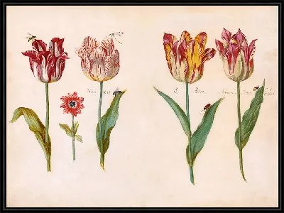 Лист из книги тюльпанов (ок. 1640 г.)