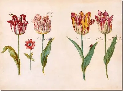 Лист из книги тюльпанов (ок. 1640 г.)