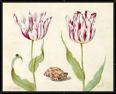Два тюльпана с ракушкой и божьей коровкой (1639 г.)