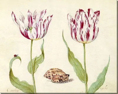 Два тюльпана с ракушкой и божьей коровкой (1639 г.)