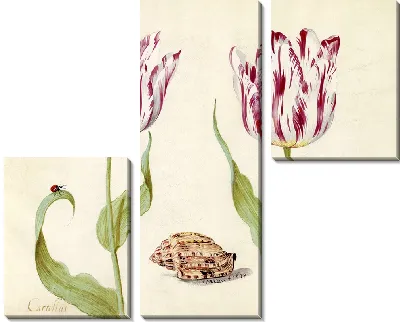 Два тюльпана с ракушкой и божьей коровкой (1639 г.)