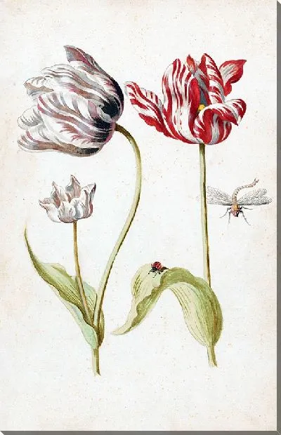 Картина Два тюльпана с насекомыми (1624 – 1681)