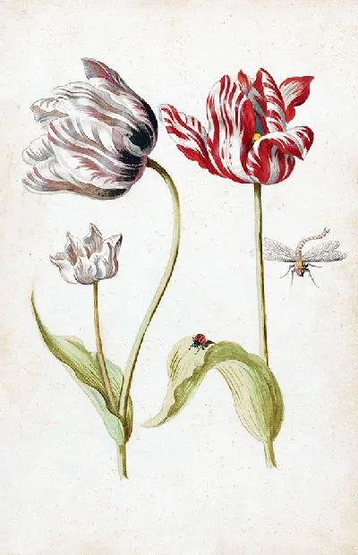 Картина Два тюльпана с насекомыми (1624 – 1681)