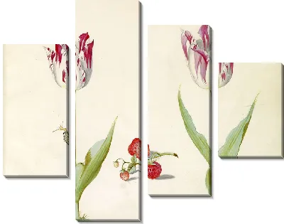 Картина Два тюльпана с клубникой и улиткой (1637 г.)