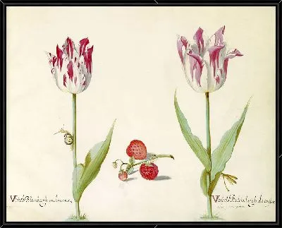Два тюльпана с клубникой и улиткой (1637 г.)