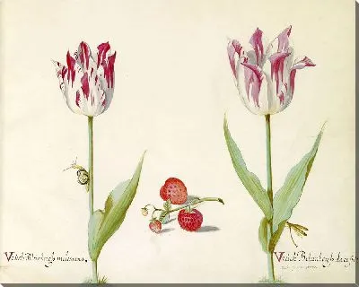 Два тюльпана с клубникой и улиткой (1637 г.)