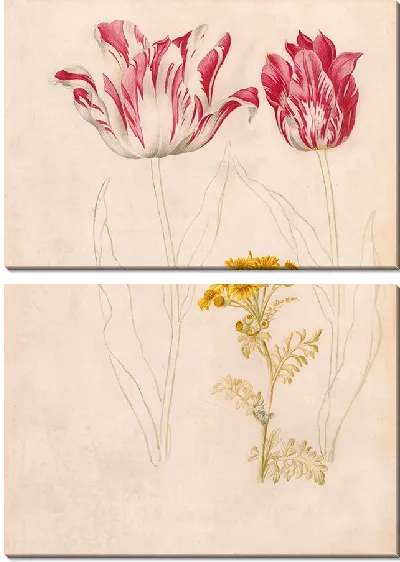 Картина Два тюльпана и ветка с желтыми цветами (1624–1681)