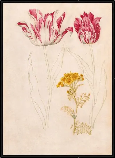 Картина Два тюльпана и ветка с желтыми цветами (1624–1681)
