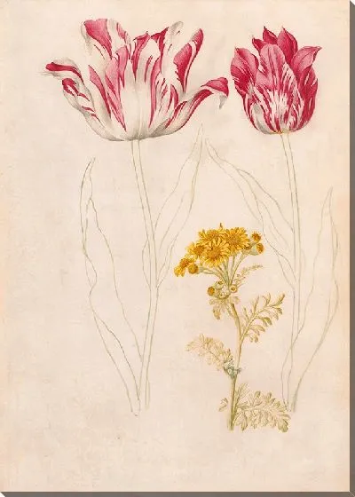 Картина Два тюльпана и ветка с желтыми цветами (1624–1681)