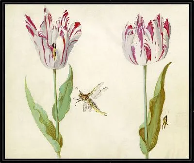 Два тюльпана (1637)