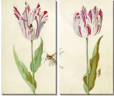 Два тюльпана (1637)