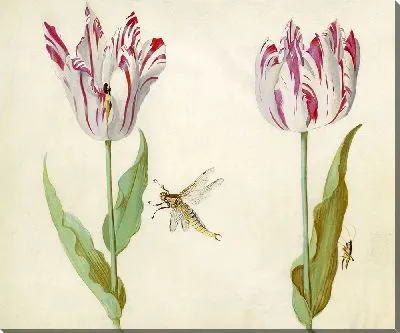 Два тюльпана (1637)