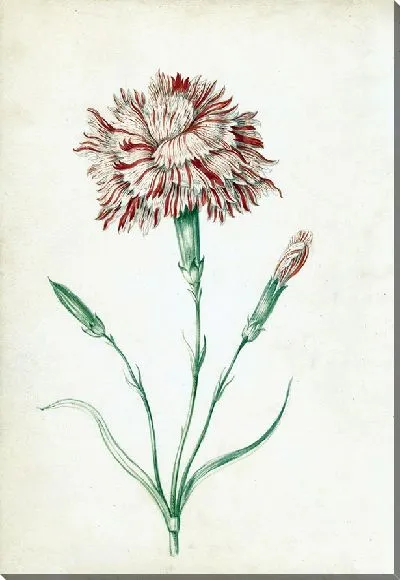 Картина Гвоздика (1624 – 1681)