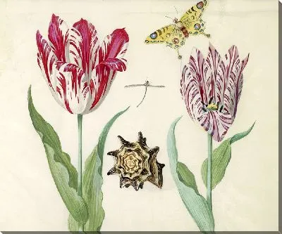 Картина Тви-тульпен С Ракушкой, Стрекоза и Бабочкой (1639)