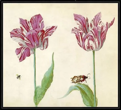 Тви-тульпен (1637)