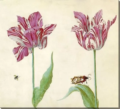 Тви-тульпен (1637)