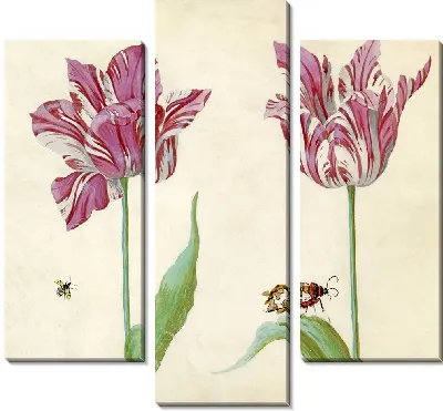 Тви-тульпен (1637)