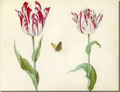 Картина Тви тюльпен встретил влиндера… (1637)