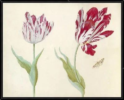 Тви Тюльпен встретил Влиндера. (1637)