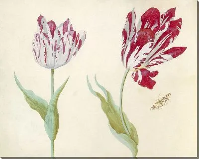 Тви Тюльпен встретил Влиндера. (1637)