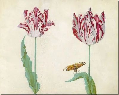 Картина Тви Тюльпен встретил Влиндера (1637 г.)