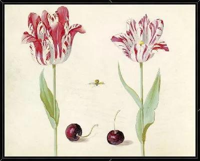 Тви тульпен встретил тви керсен ан бидж (1637)