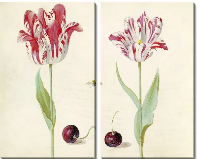 Тви тульпен встретил тви керсен ан бидж (1637)