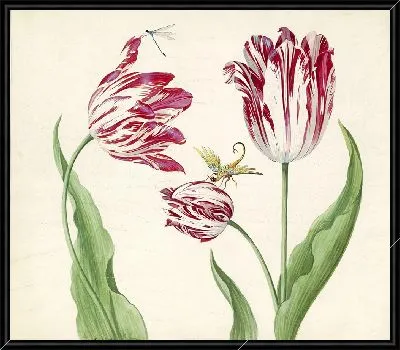 Сухой тульпен с водоплавающим и другим насекомым (1639 г.)