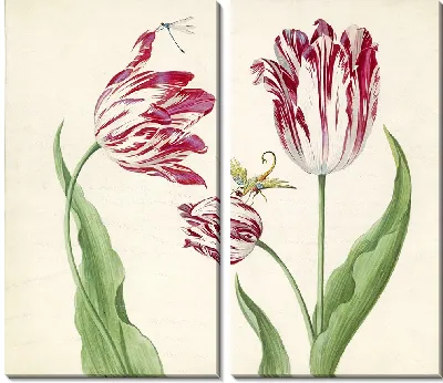 Сухой тульпен с водоплавающим и другим насекомым (1639 г.)